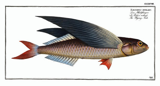 Flying-Fish by Marcus Elieser Bloch (1785–1797)