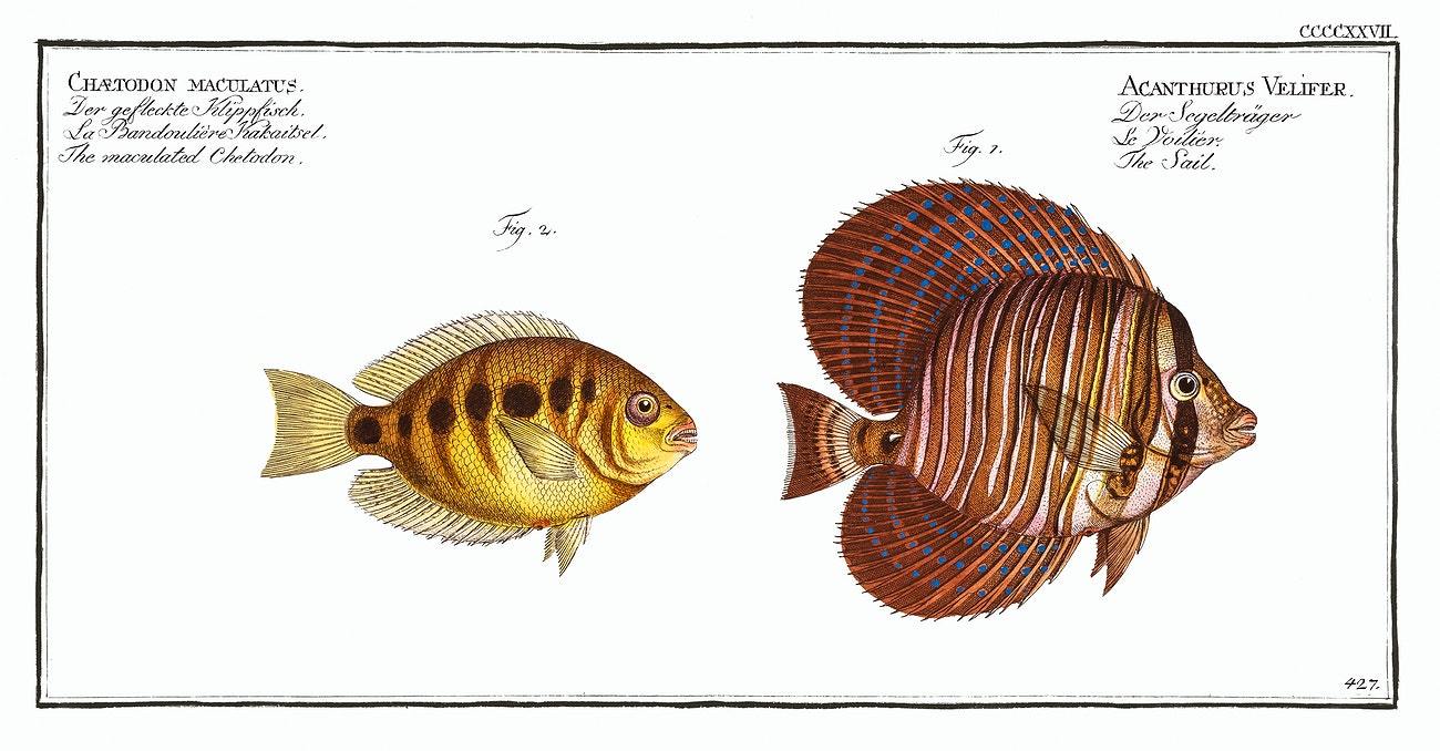 1. Sail (Acanthurus Velifer) 2. Maculated Chetodon by Marcus Elieser Bloch (1785–1797)