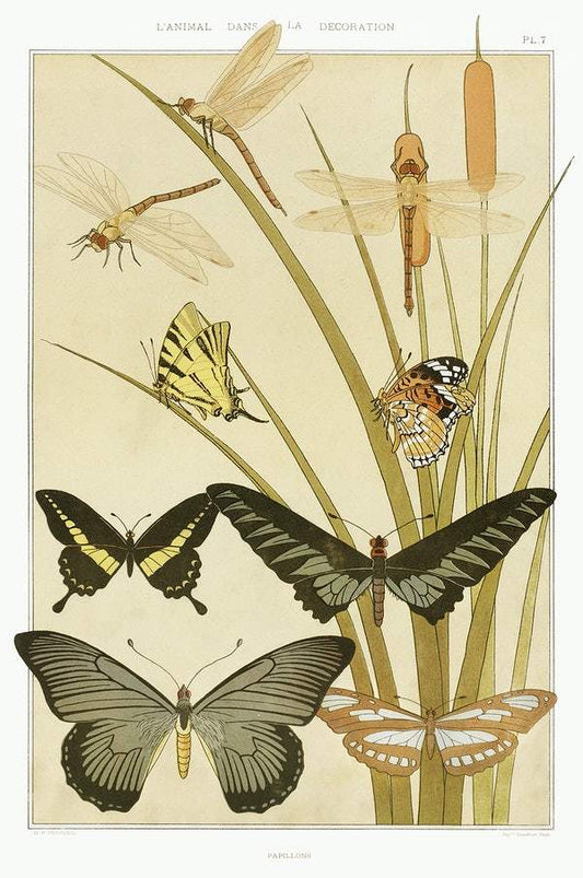Butterflies and Dragonflies (1897) illustrated by Maurice Pillard Verneuil
