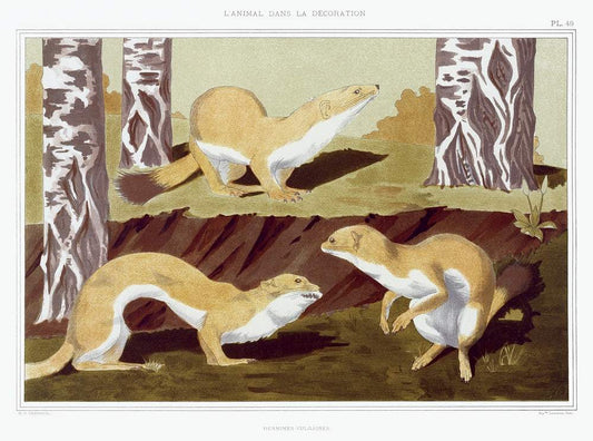 Weasels (1897) illustrated by Maurice Pillard Verneui