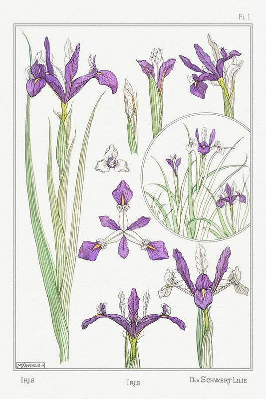Iris (1896) illustrated by Maurice Pillard Verneuil