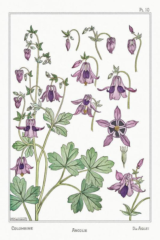Ancolie (columbine) (1896) illustrated by Maurice Pillard Verneuil