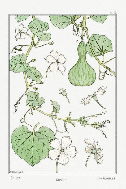 Courge (white–flowered gourd) (1896) illustrated by Maurice Pillard Verneuil