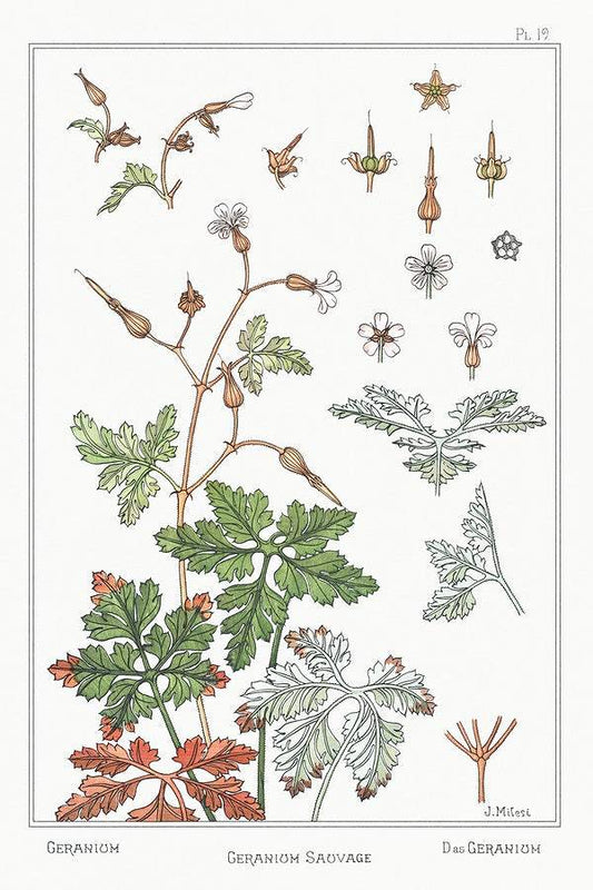 Geranium sauvage (geranium) (1896) illustrated by Maurice Pillard Verneuil