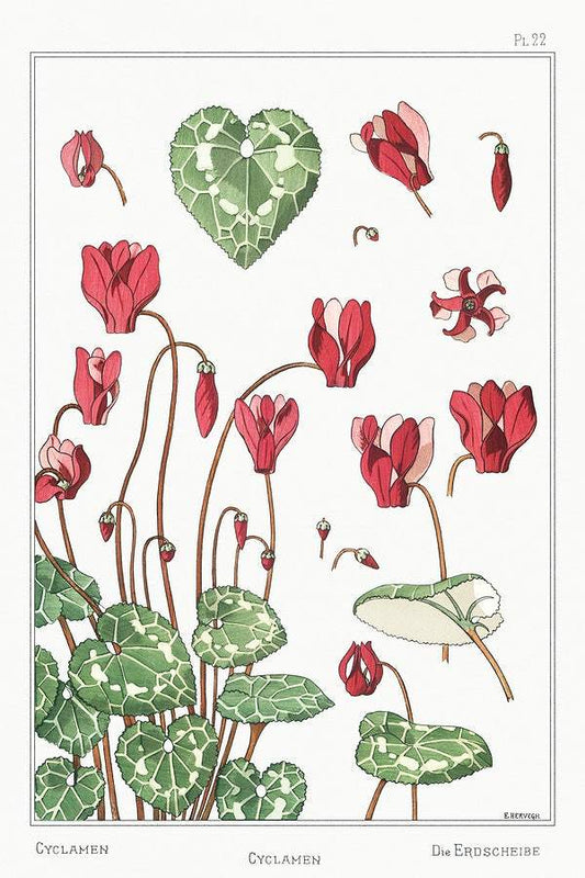 Cyclamen (1896) illustrated by Maurice Pillard Verneuil