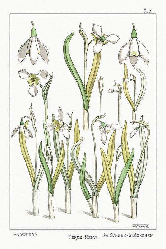 Perce–neige (snowdrops) (1896) illustrated by Maurice Pillard Verneuil