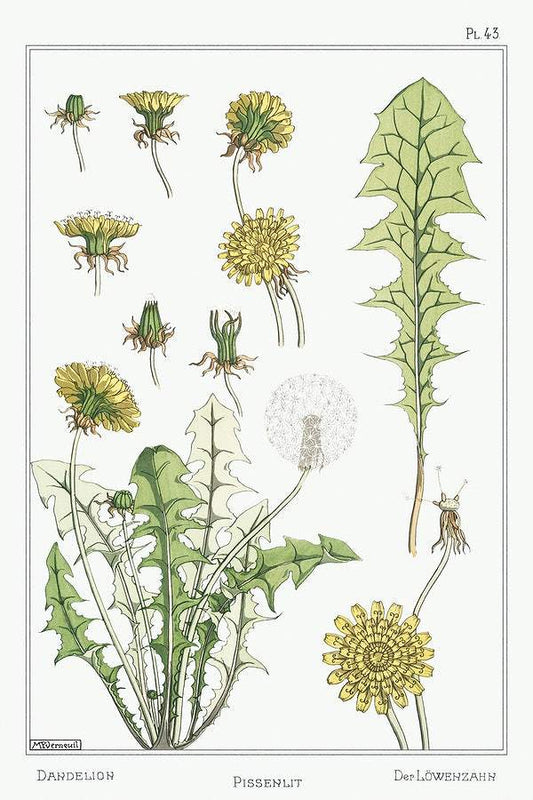Pissenlit (dandelion) (1896) illustrated by Maurice Pillard Verneuil