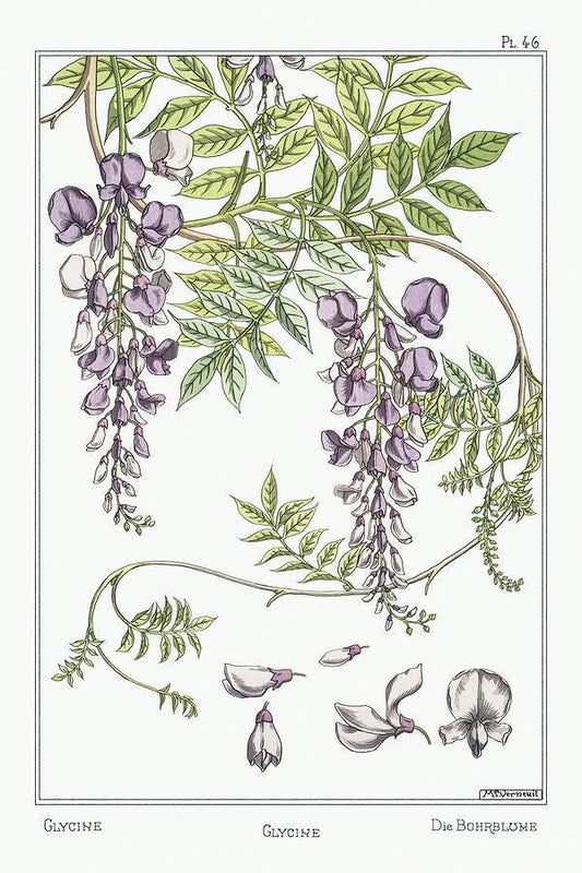 Glycine (wisteria) (1896) illustrated by Maurice Pillard Verneuil