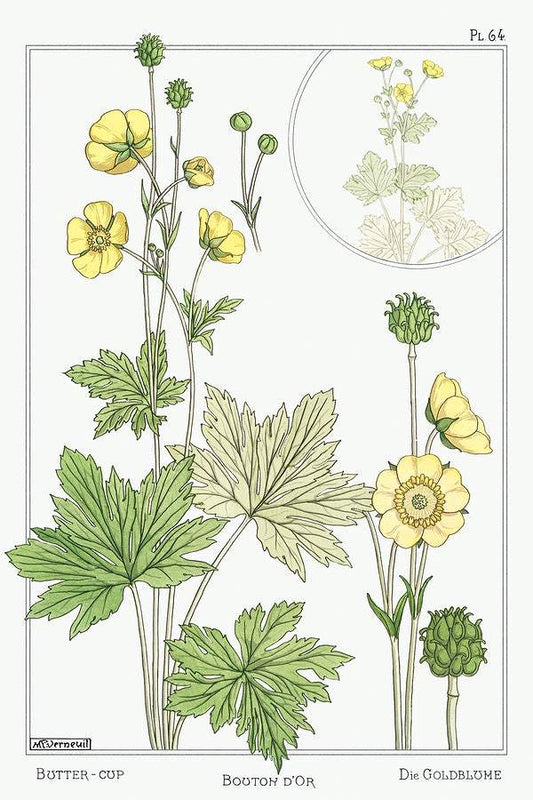A Buton d'or (buttercup) (1896) illustrated by Maurice Pillard Verneuil