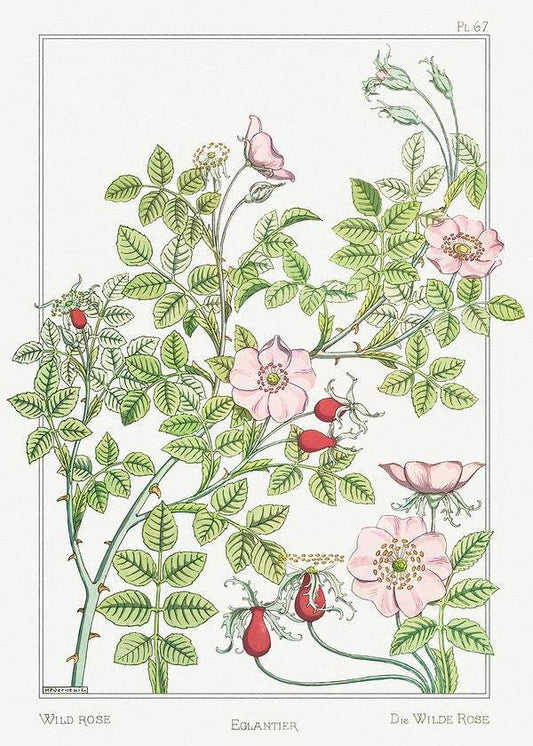 Wild Rose (1896) illustrated by Maurice Pillard Verneuil