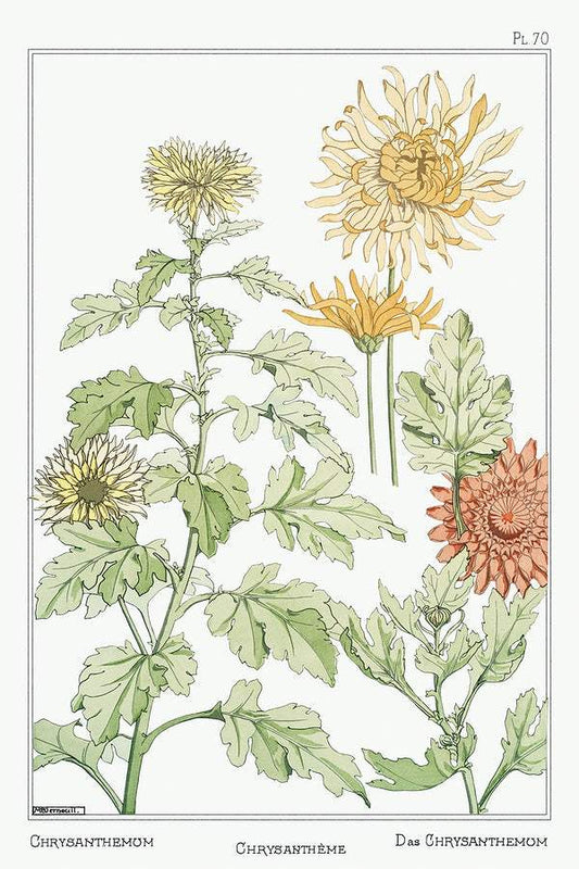 Chrysanthème (chrysanthemum) (1896) illustrated by Maurice Pillard Verneuil