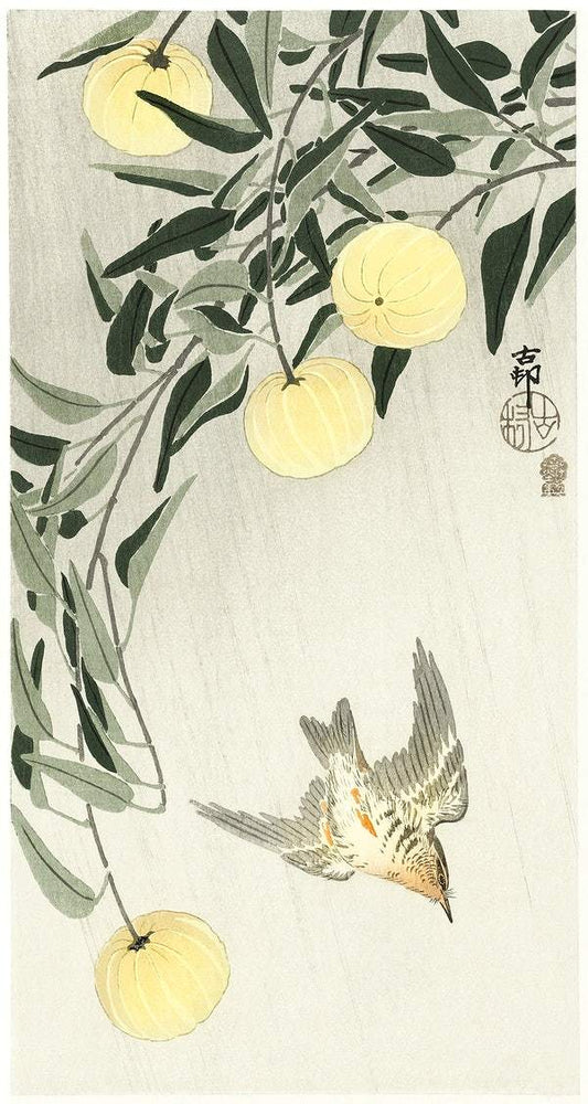 A Cuckoo in the rain (1900 - 1910) by Ohara Koson
