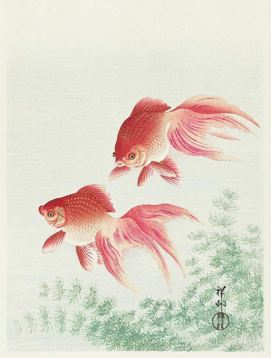 A Two veil goldfish (1926) by Ohara Koson