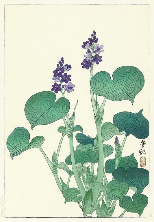 Blooming hosta (1920 - 1930) by Ohara Koson