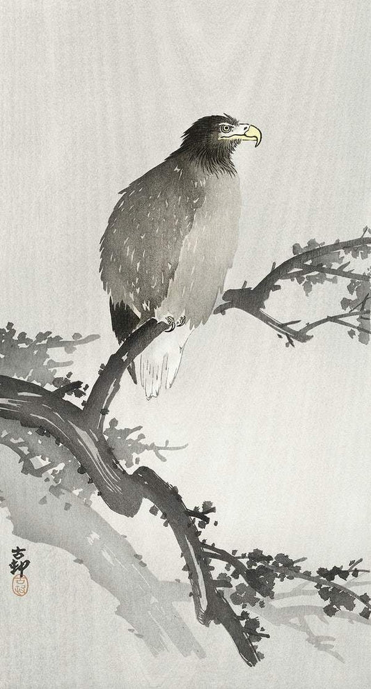 White-tailed eagle on branch (1900 - 1930) by Ohara Koson