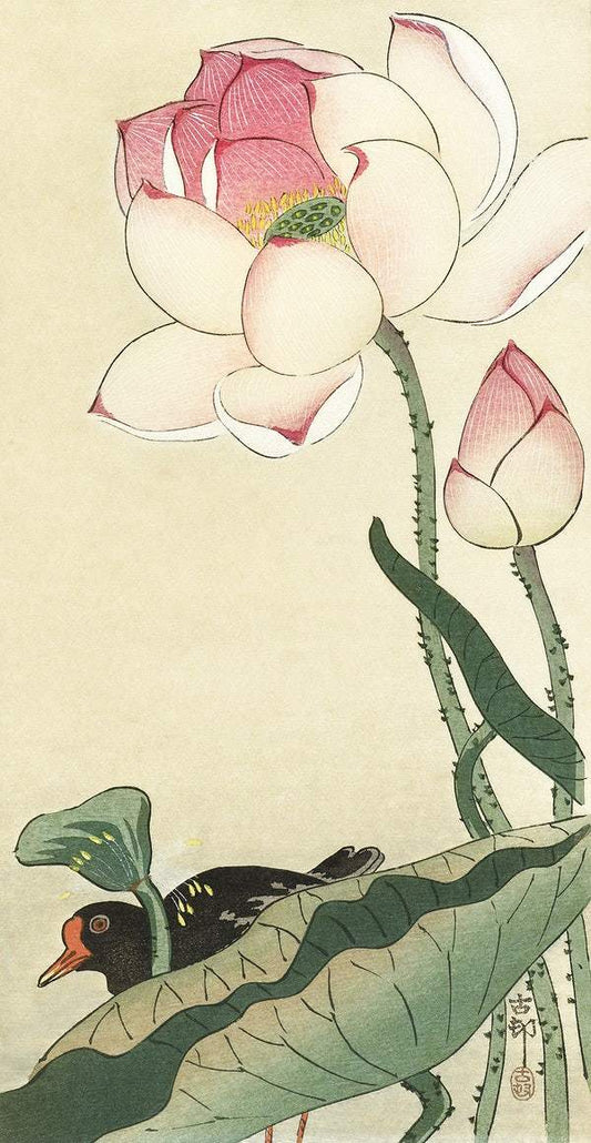A Gallinule with Lotus Flowers (1900 - 1930) by Ohara Koson