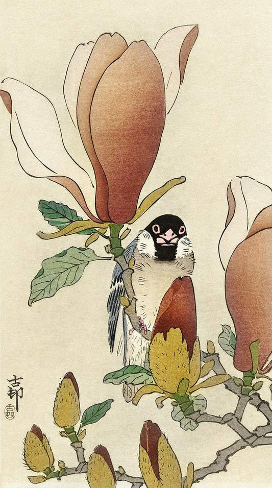 A Sparrow on blooming magnolia branch (1900 - 1930) by Ohara Koson