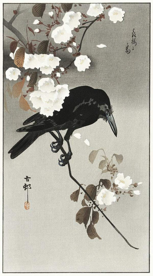 A Crow and cherry blossom (1930 ?) by Ohara Koson