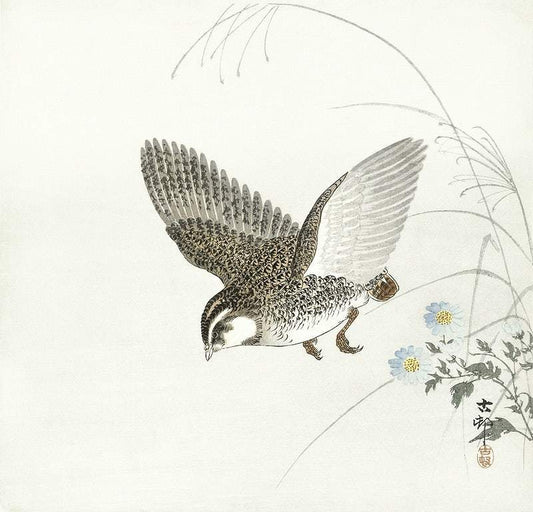 Flying quail (1900 - 1930) by Ohara Koson