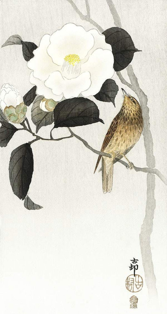 A Songbird and flowering camellia (1900 - 1910) by Ohara Koson