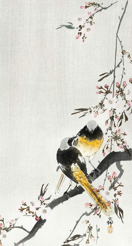 Two sable red tails with cherry blossom (1900 - 1936) by Ohara Koson