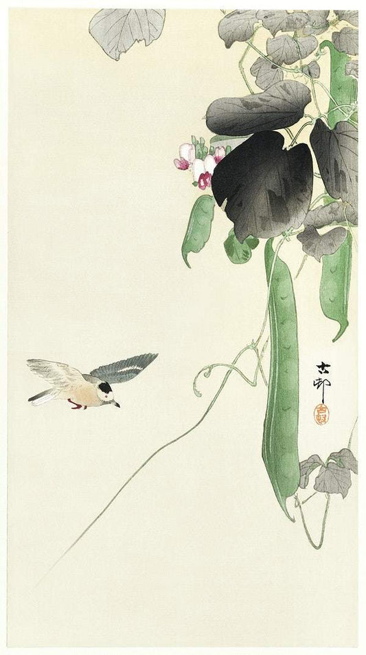 Bird at flowering bean plant (1900 - 1930) by Ohara Koson
