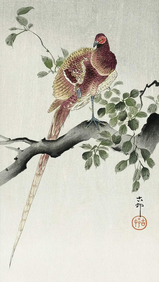 Copper pheasant (1900 - 1930) by Ohara Koson