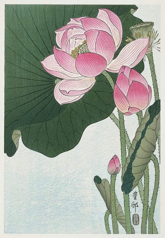Blooming lotus flowers (1920 - 1930) by Ohara Koson