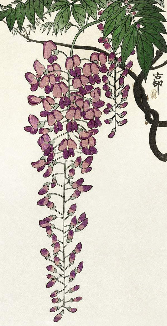 Blooming wisteria (1900 - 1930) by Ohara Koson