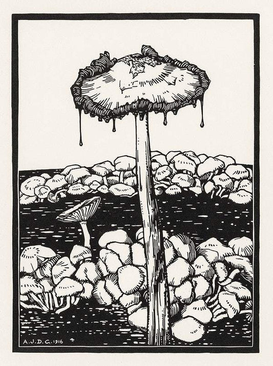 Dripping mushroom (1916) by Julie de Graag