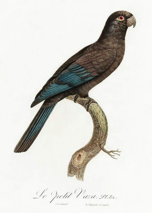 Black Parrot by Francois Levaillant (1801-05)