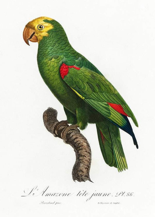 Yellow-Crowned Amazon by Francois Levaillant (1801-05)