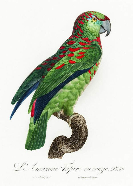 The Turquoise-Fronted Amazon by Francois Levaillant (1801-05)