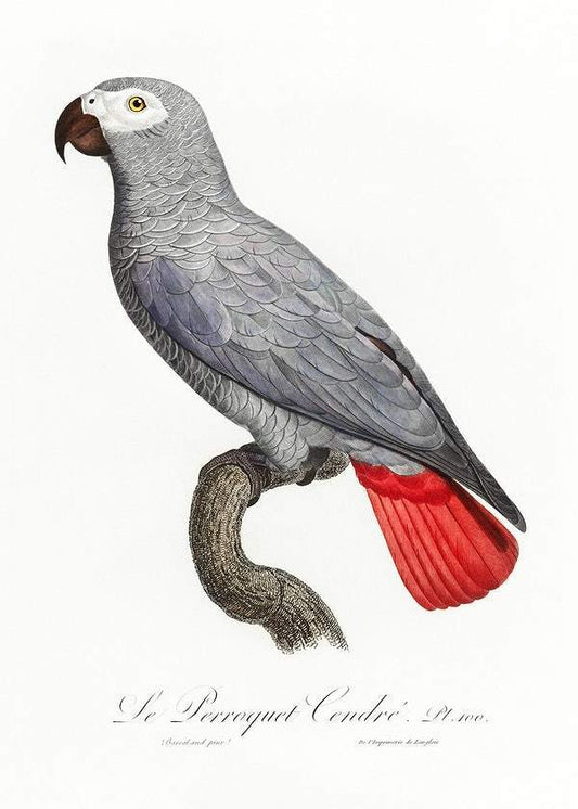 The Grey Parrot by Francois Levaillant (1801-05)