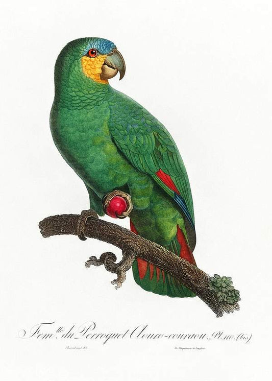 The Orange-Winged Amazon by Francois Levaillant (1801-05)