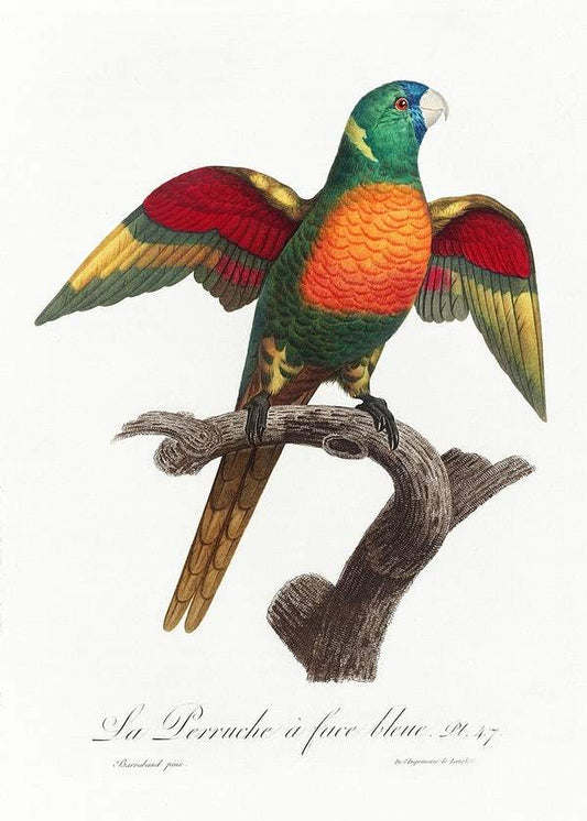 The Blue-Headed Parrot by Francois Levaillant (1801-05)
