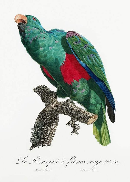 The Eclectus Parrot by Francois Levaillant (1801-05)