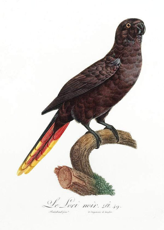The Black Lory by Francois Levaillant (1801-05)