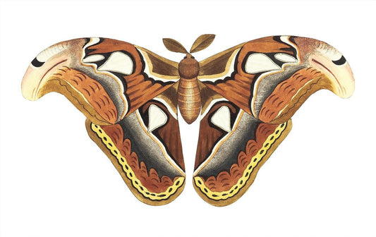 Atlas moth by George Shaw (1751-1813)