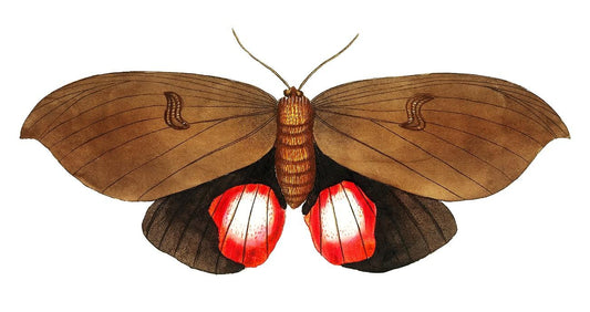 Augusta Moth by George Shaw (1751-1813)