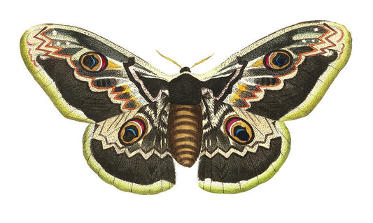 Great peacock moth by George Shaw (1751-1813)