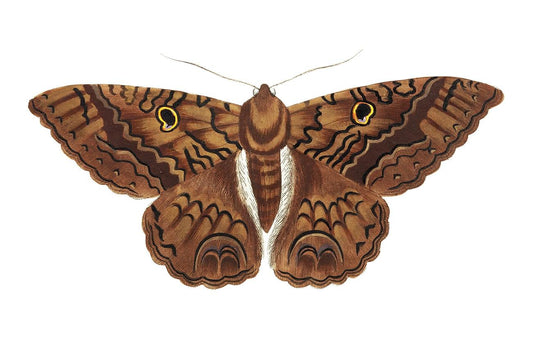 Sable Moth by George Shaw (1751-1813)