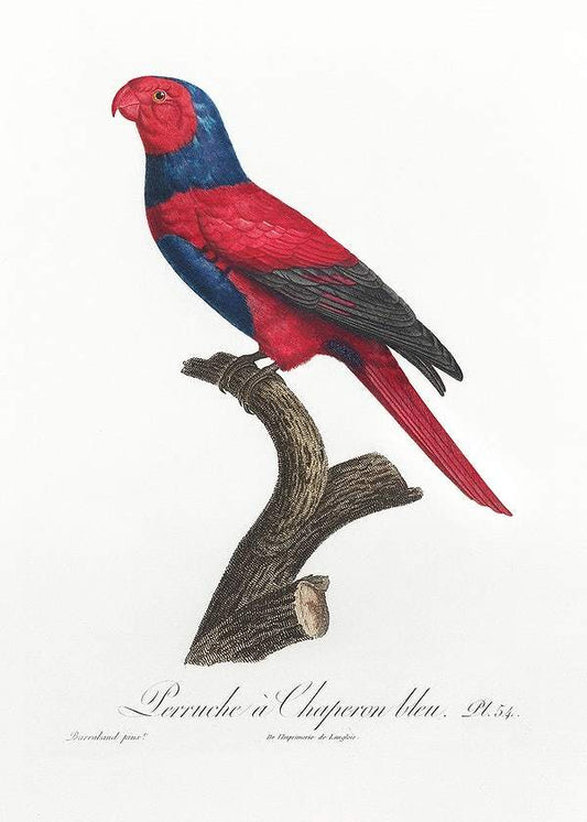 Violet-necked lory by Francois Levaillant (1801-05)