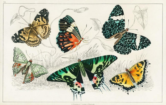 Collection of Various Butterflies by Oliver Goldsmith (1730-1774)