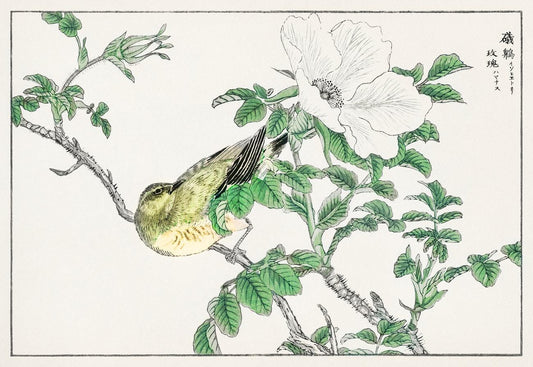 Brown-eared Bulbul and Rosa Rugosa illustration from Pictorial Monograph of Birds (1885) by Numata Kashu