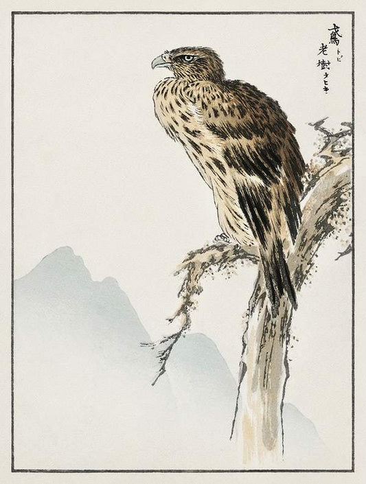 Black-eared Kite (1885) by Numata Kashu