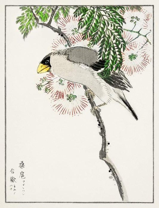 Barbary Dove (1885) by Numata Kashu