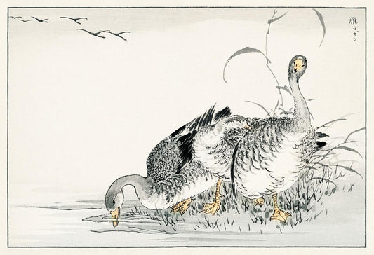 White Fronted Goose illustration from Pictorial Monograph of Birds (1885) by Numata Kashu