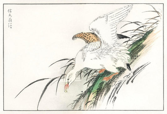 Albatross illustration from Pictorial Monograph of Birds (1885) by Numata Kashu