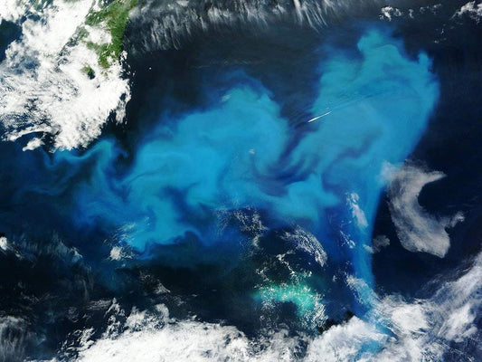 Phytoplankton bloom off Newfoundland by NASA